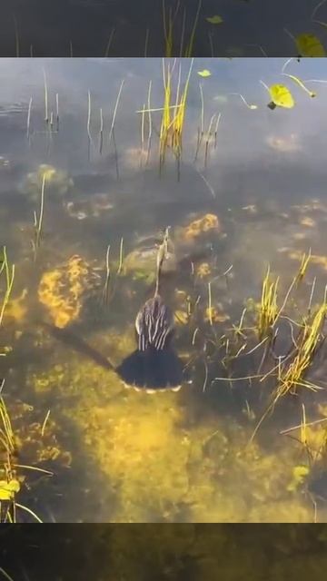 Anhinga - snakebird underwater fishing #life #nature #beautiful #birds