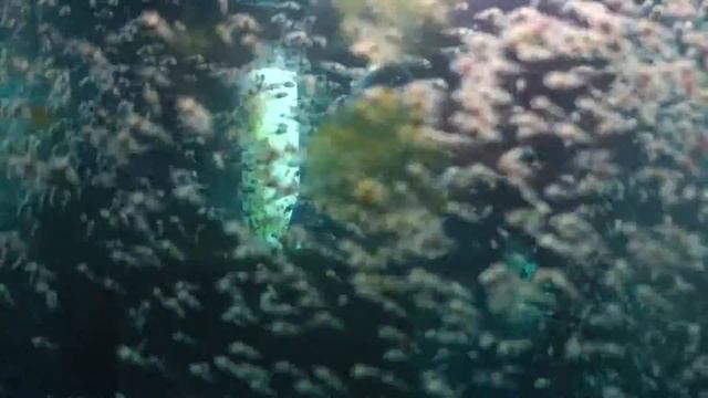 A Green Chromide 'Tornado'