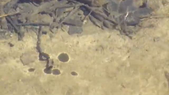 Water Strider