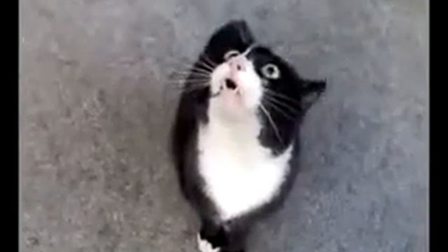 Говорящая кошка  Прикол!