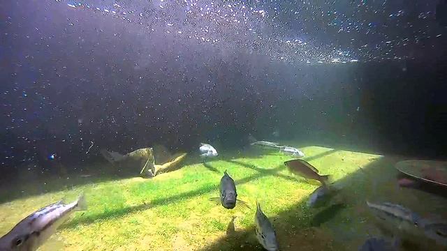 Haplochromis thereuterion (維湖, 雷爾, 暱稱黑妞)