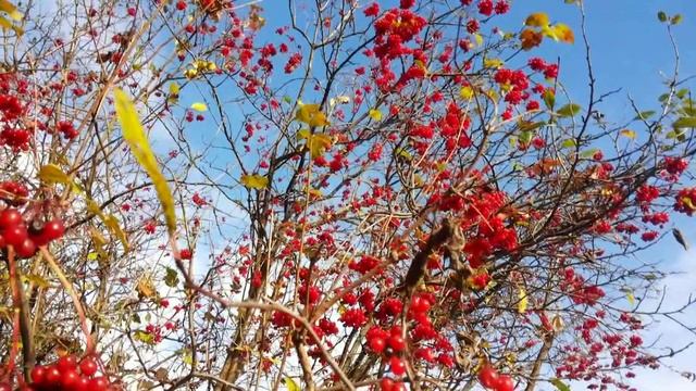 Дуэт БраТцы - Жизнь наша калина