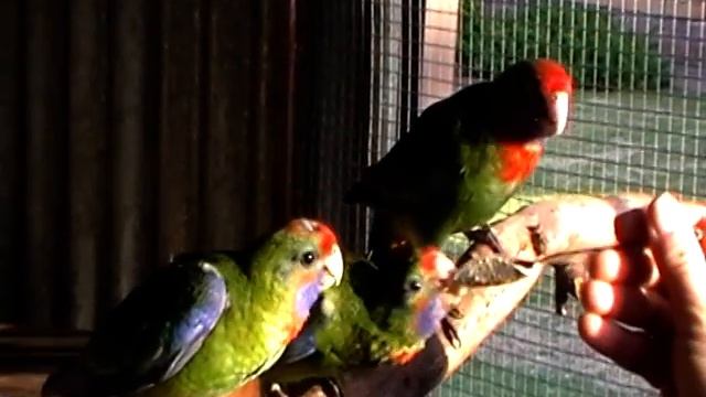 How to feed young Adelaide Rosellas ♥