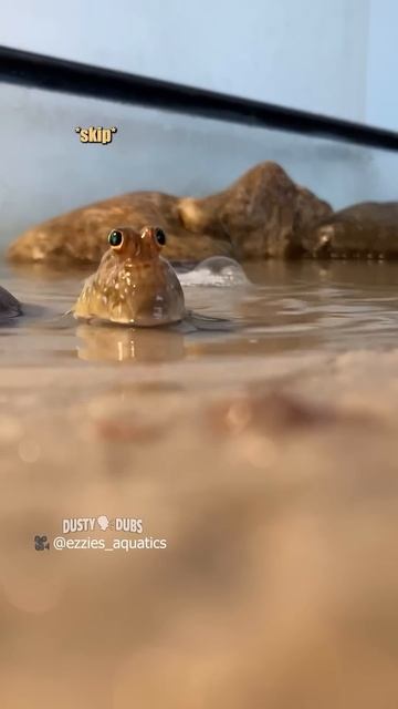mudskipper meets his match 🎥: @EzziesAquatics #shorts