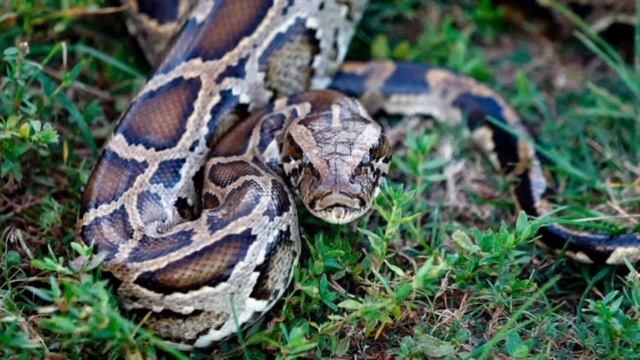 world's top ten Snakes| Python | Anaconda| Black mamba| King Cobra