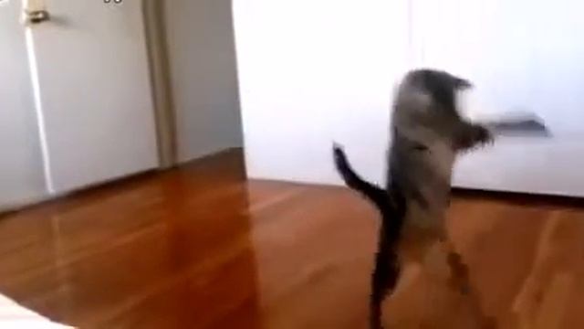 Кот ходит  как человек