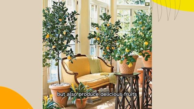 Top 10 scented indoor plants  #indoorplants #indoorplant #ornamentalplants  #houseplants #plants