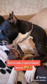 Строптивая жена