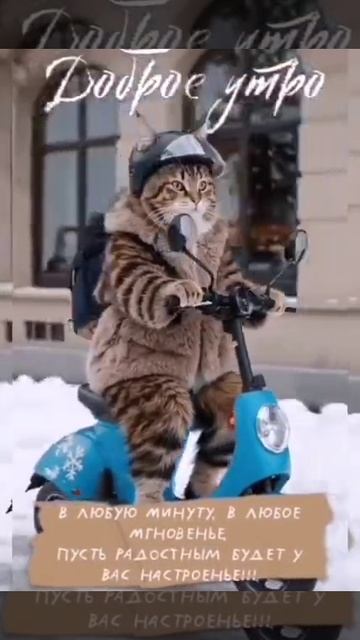 Кот на мотоцикле