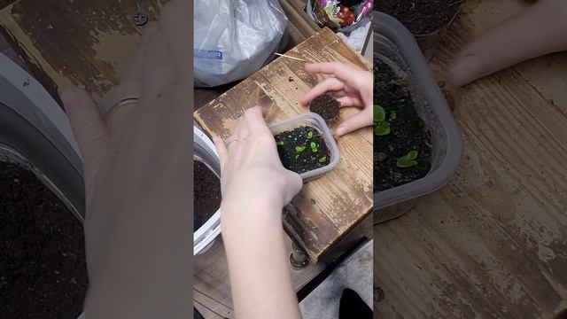 1000104687.mp4