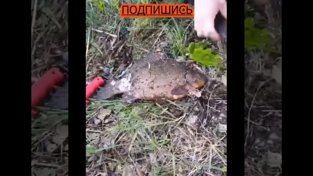 КАК ПРАВИЛЬНО ЧИСТИТЬ РЫБУ
