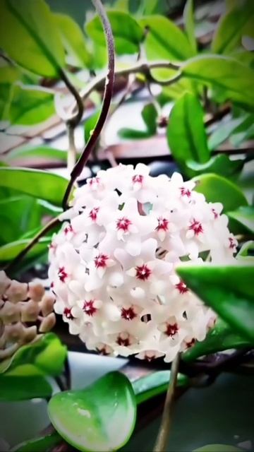 Hoya Carnosa silver splash