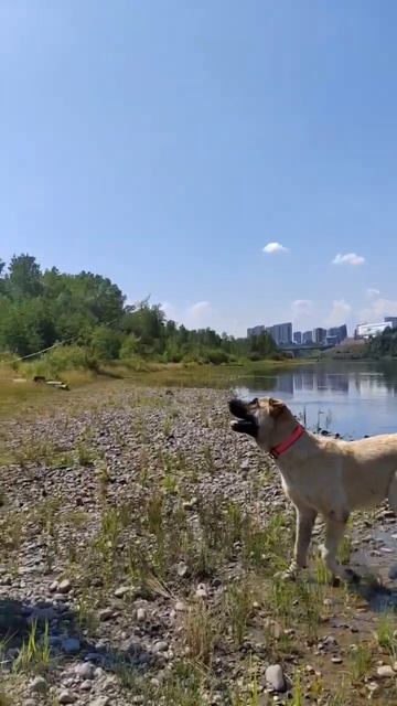 Оздоровительная прогулка #рекомендации #топ#dog#Алабай #здоровье