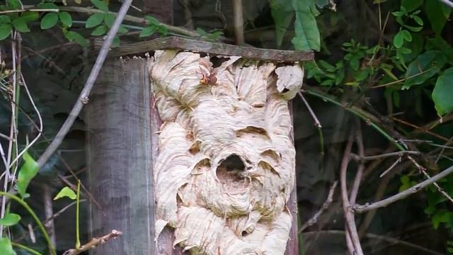 Hornet's Nest in Sutton