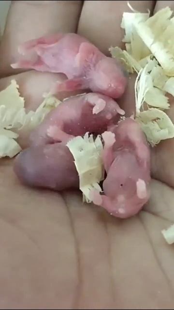 Day 01   They Are Just One Day Old But Look So Strong