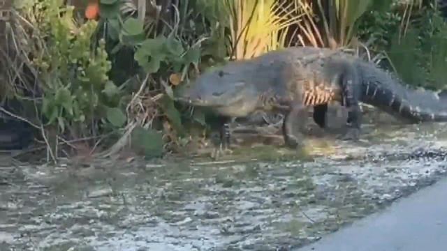 Large alligator spotted roaming around Sanibel Island