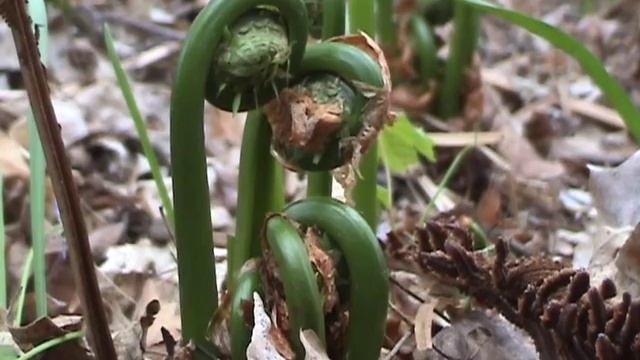 Edible Plants: Ostrich Fern