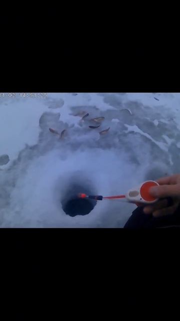 Клюёт как с автомата #рыбалка2024#shortsvideo#рекомендации#регион22#окунь#ёрш#алтайский#рек#село#ры