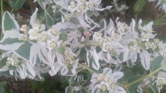 молочай окаймленный снежная вершина