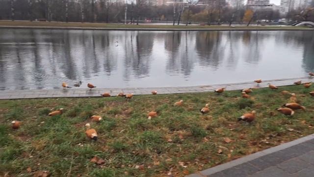 Случайно, в парке Дружба. Москва.