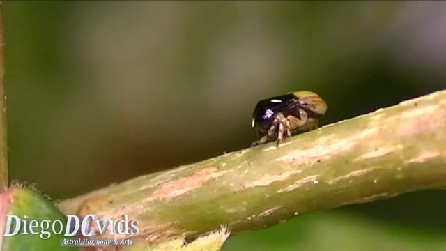 Clastoptera spittlebug species (Cercopoidea - Clastopteridae) Florianópolis