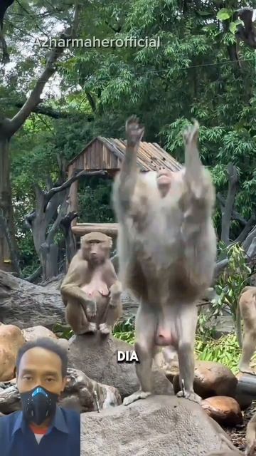 Monyet Cerdik: Aksi Tangkap Makanan dari Pengunjung #shorts #monyet #funnyanimal