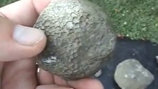 Collecting large fossil coral heads -Dry Dredgers & KPS , picnic June 08