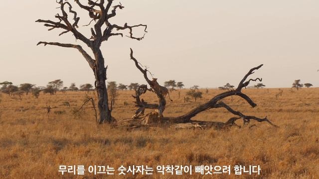 아기 사자가 살금살금 아빠 사자 옆으로 다가갑니다 [아프리카 사파리 플러스⁺] 148