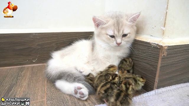 Утята и Цыплята - Кошки и котята (165) Хвостики да Усики ❣️🥰😂