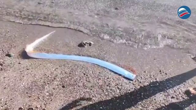 Признаки катастрофы? Рыба «Судного Дня» вновь выплыла на поверхность