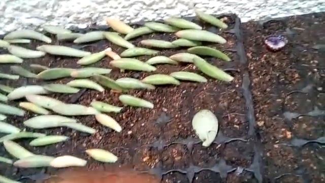 COMO FAZER MUDAS DAS SUAS PLANTAS SUCULENTAS EM BANDEJAS, NOME CIENTÍFICO (Crassula tetragona)(1)