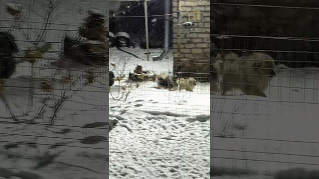 Вечерний променад.
