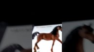 Лошади schleich 2016 года я их хочу !!!!!!!!!!!!