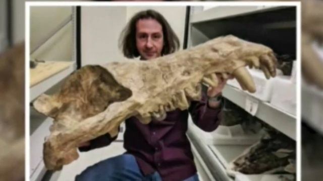 Andrewsarchus