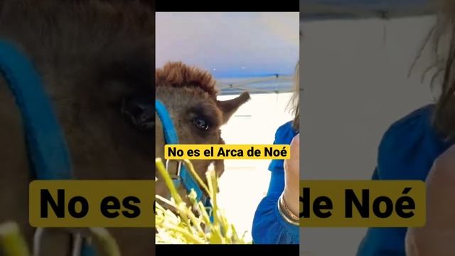No es el Arca de Noé
