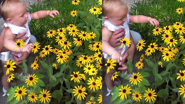 Плейлист "Цветники ароматные" 68 | #цветы #цветочки #цветники #цветник #клумбы #клумба #растения