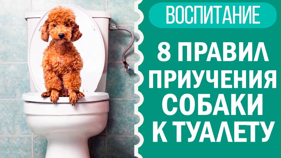 Как приучить щенка к пеленке, туалету? Лайфхаки от чихуахуа Софи! 🐕🧻