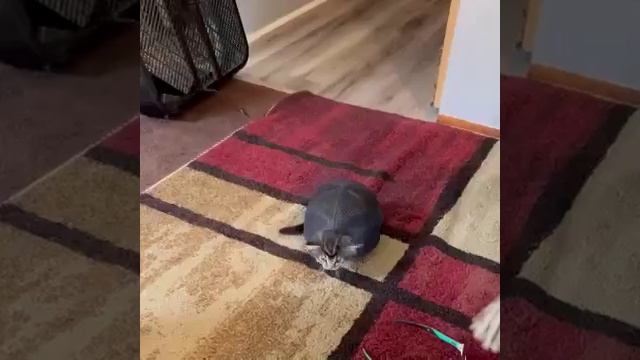 Мы в ВК https://vk.com/life_of_cats