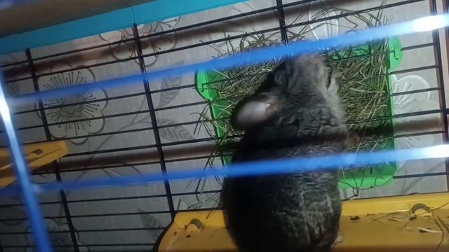 A new chinchilla has arrived. | Вторая шиншилла приехала к нам.