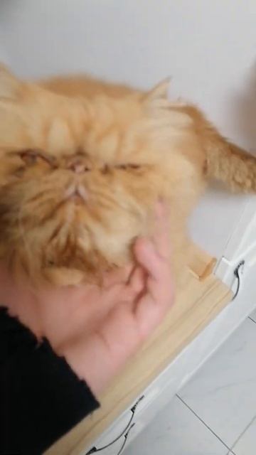 Кот подал голос