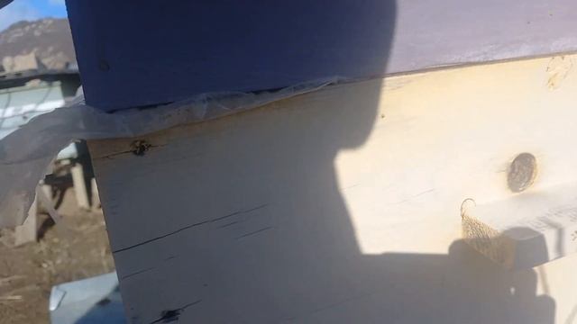 Пчелы в Дупле  ,пасека ,Мед 🍯🍯🍯