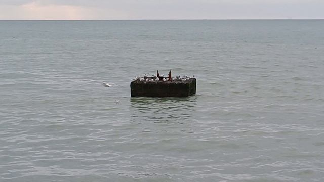 чайки 🐦 перед обедом 😃