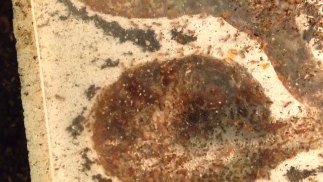 Pheidole pallidula princess