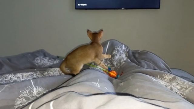 Кошка Абби в новый дом.