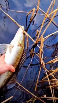 СУДАК ПЕРЕД НЕРЕСТОМ #fishing #срыбалки #shimano #рыбалка #рыбалкавесной #судаквесной