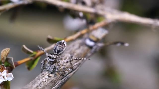 Peacock Spider 11 hd7201
