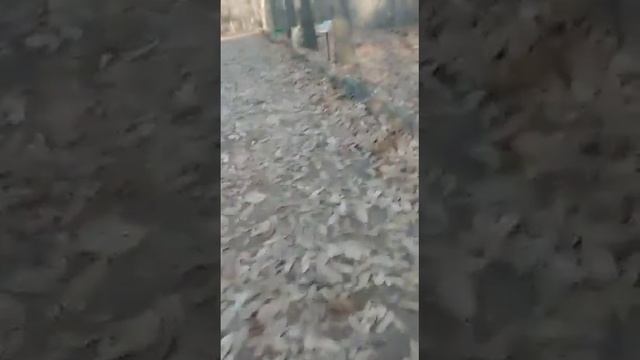 Яна Кругляк Ботанический сад часть   2
