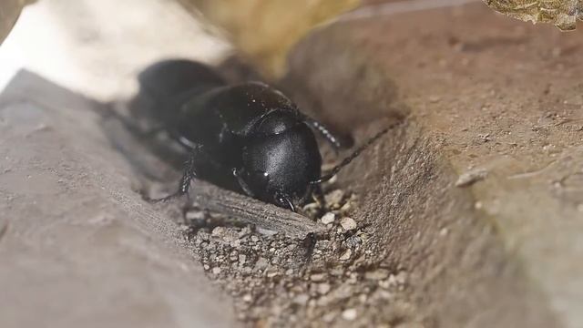 Escarabajo vagabundo (Familia Staphylinidae)