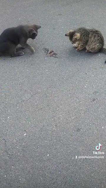 А вы боитесь летучих мышей?