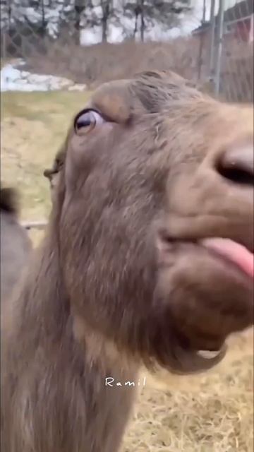 Козёл что то говорит 🤣🤣🤣#shortsyoutube